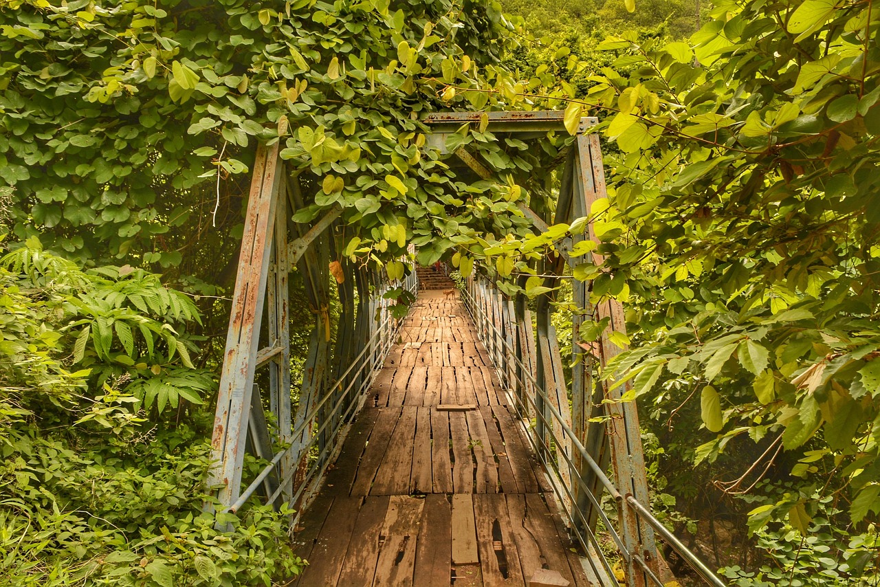 forest, nature, narsimhaswamy temple, india, andhra pradesh, ahobilam, greenary